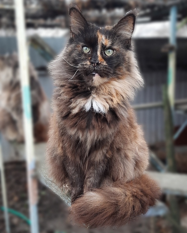 Allure Coon Cleopatra - Adult maine-coon 3 years 9 months