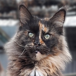 Allure Coon Cleopatra