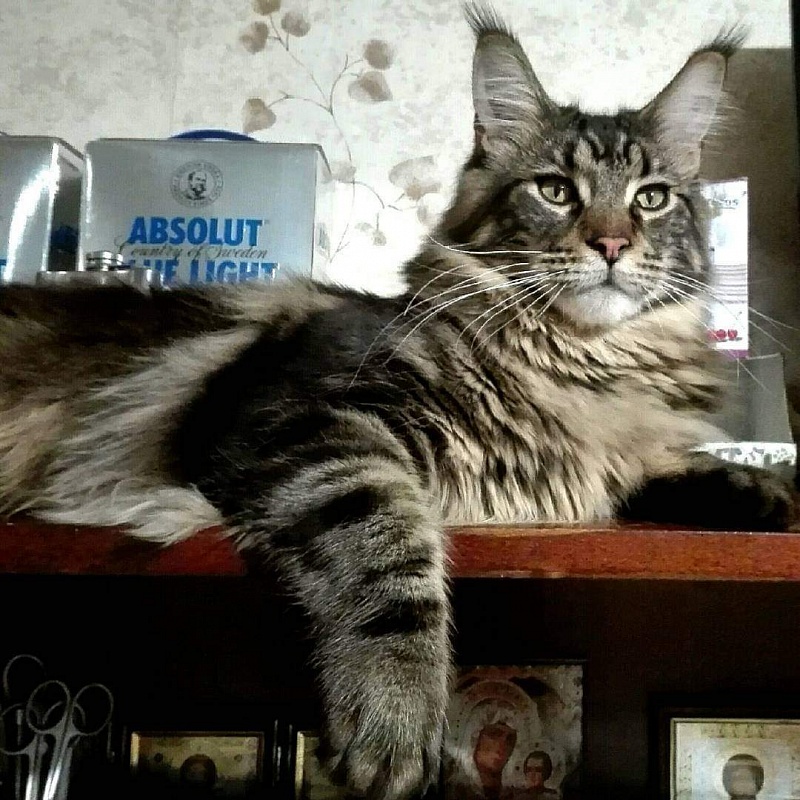 Gatto Fantastico Edisson - мейн-кун