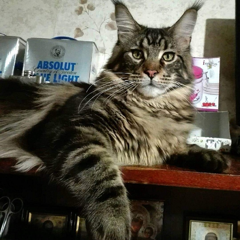 Gatto Fantastico Edisson - мейн-кун