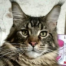 Gatto Fantastico Edisson