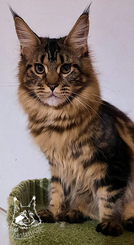 Dos Gatos Brusnika - Юніор мейн-кун 7 місяців 0,5 тижнів