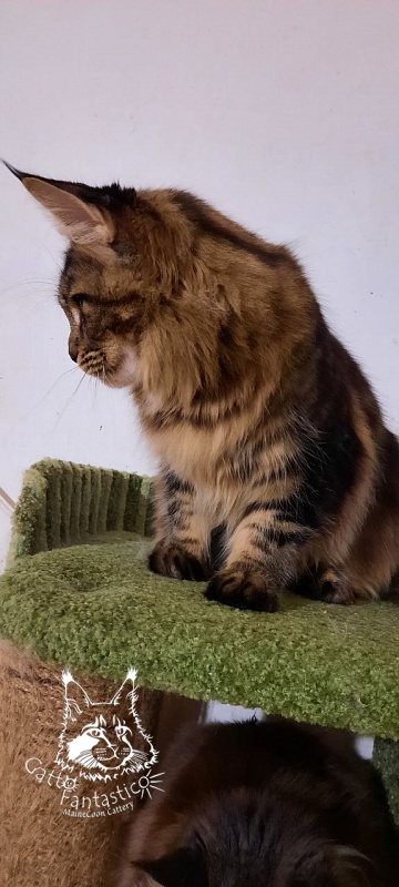 Dos Gatos Brusnika - Юніор мейн-кун 7 місяців 0,5 тижнів