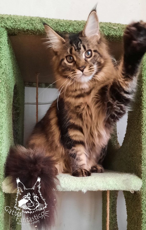 Dos Gatos Brusnika - Юніор мейн-кун 7 місяців 0,5 тижнів