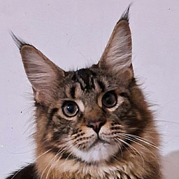 Dos Gatos Brusnika