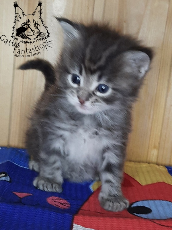 Gatto Fantastico V'Xavier - Kitten maine-coon 4 weeks
