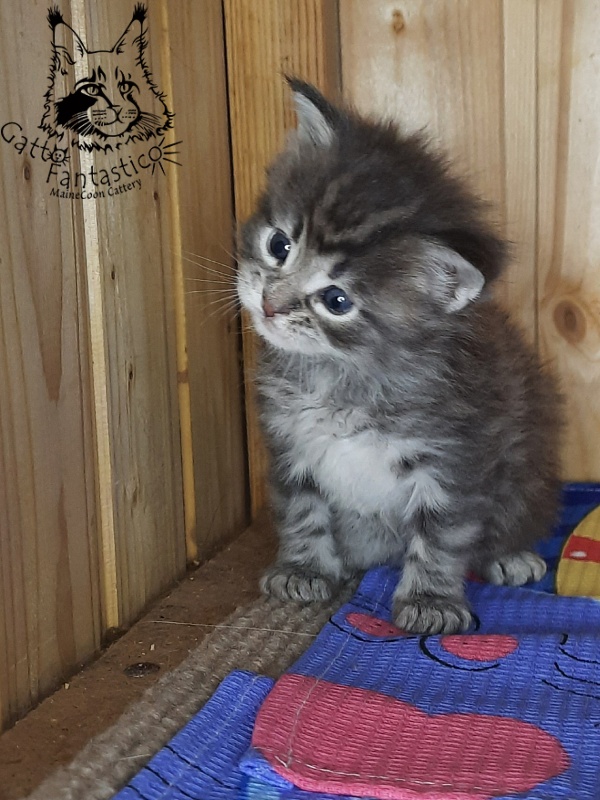Gatto Fantastico V'Xavier - Kitten maine-coon 4 weeks