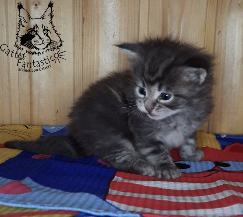 Gatto Fantastico V'Xavier - Kitten maine-coon 4 weeks