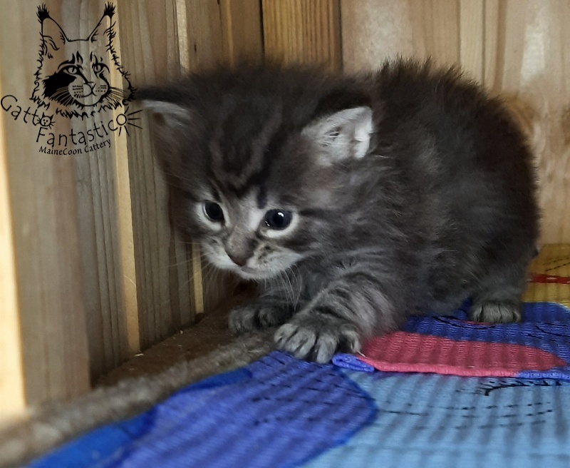 Gatto Fantastico V'Xavier - Kitten maine-coon 4 weeks