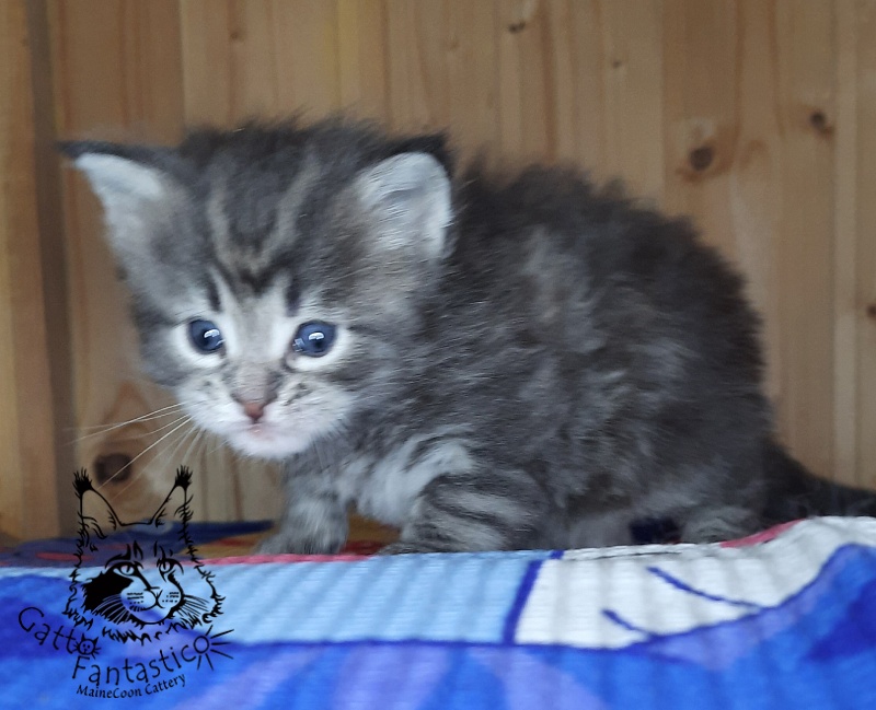 Gatto Fantastico V'Xavier - Kitten maine-coon 4 weeks