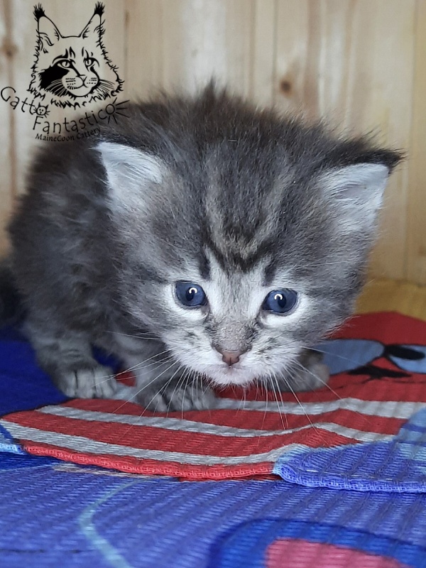 Gatto Fantastico V'Xavier - Kitten maine-coon 4 weeks