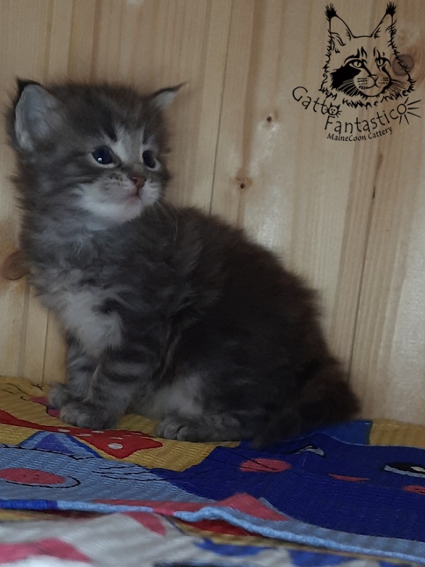 Gatto Fantastico V'Xavier - Kitten maine-coon 4 weeks