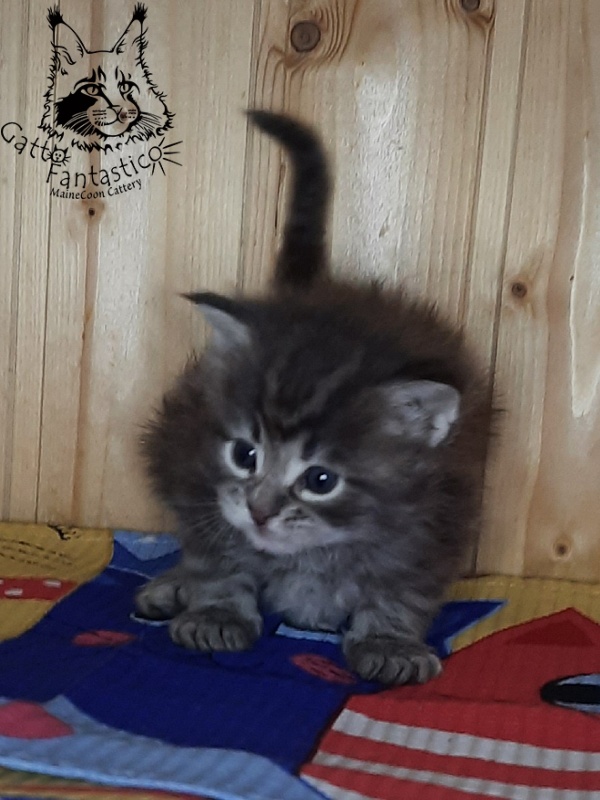 Gatto Fantastico V'Xavier - Kitten maine-coon 4 weeks