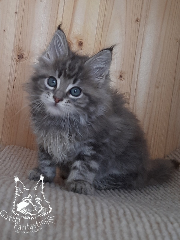 Gatto Fantastico V'Xavier - Kitten maine-coon 2 months 0.5 weeks