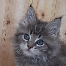 Gatto Fantastico V'Xavier