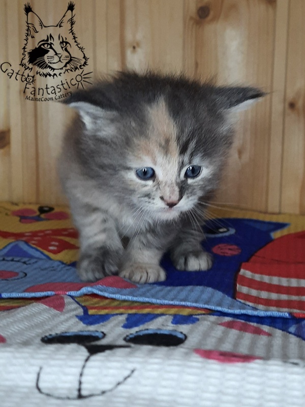 Gatto Fantastico Vanille 44 - Kitten maine-coon 4 weeks
