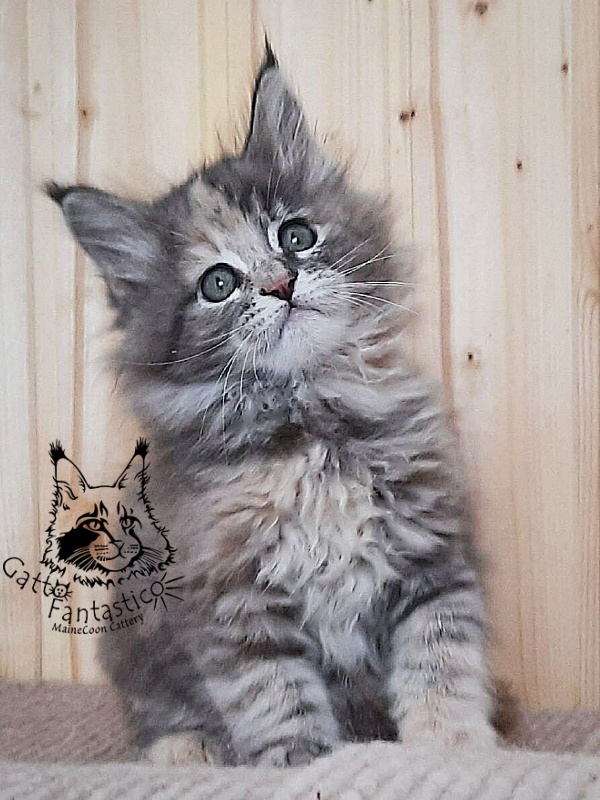 Gatto Fantastico Vanille 44 - Kitten maine-coon 2 months 0.5 weeks