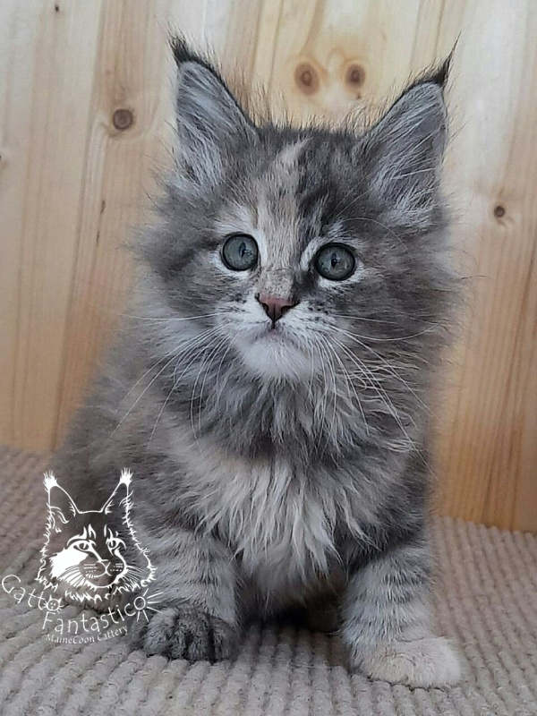Gatto Fantastico Vanille 44 - Kitten maine-coon 2 months 0.5 weeks