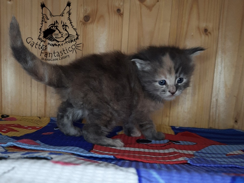 Gatto Fantastico Vanille 44 - Kitten maine-coon 4 weeks