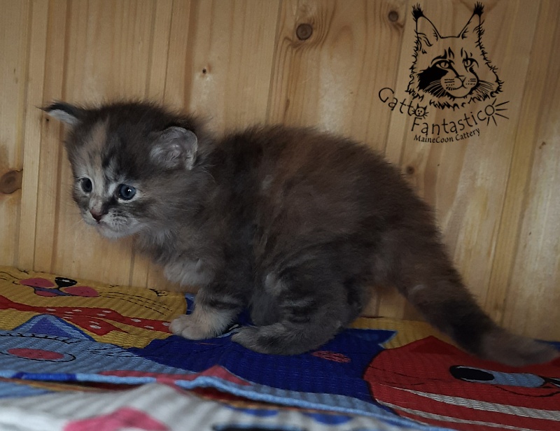 Gatto Fantastico Vanille 44 - Kitten maine-coon 4 weeks