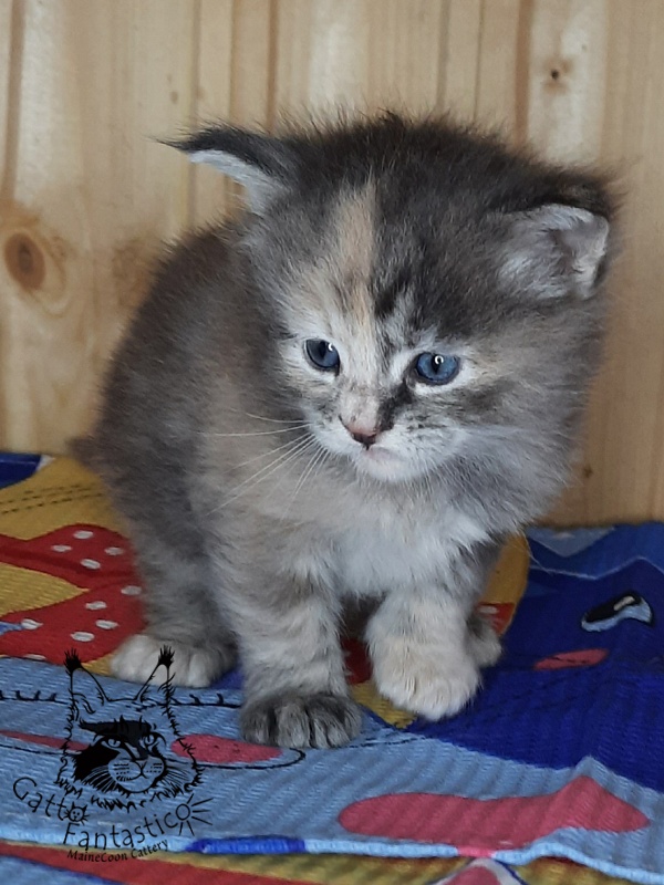 Gatto Fantastico Vanille 44 - Kitten maine-coon 4 weeks