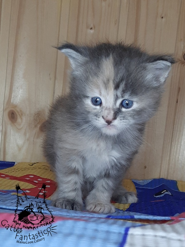Gatto Fantastico Vanille 44 - Kitten maine-coon 4 weeks