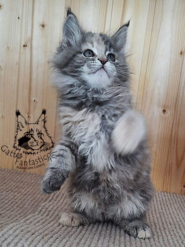 Gatto Fantastico Vanille 44 - Kitten maine-coon 2 months 0.5 weeks