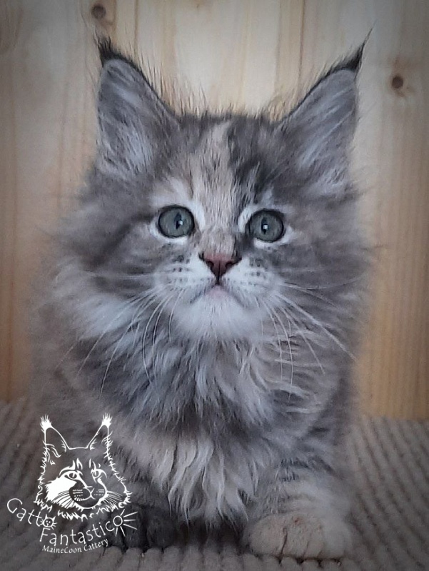 Gatto Fantastico Vanille 44 - Kitten maine-coon 2 months 0.5 weeks