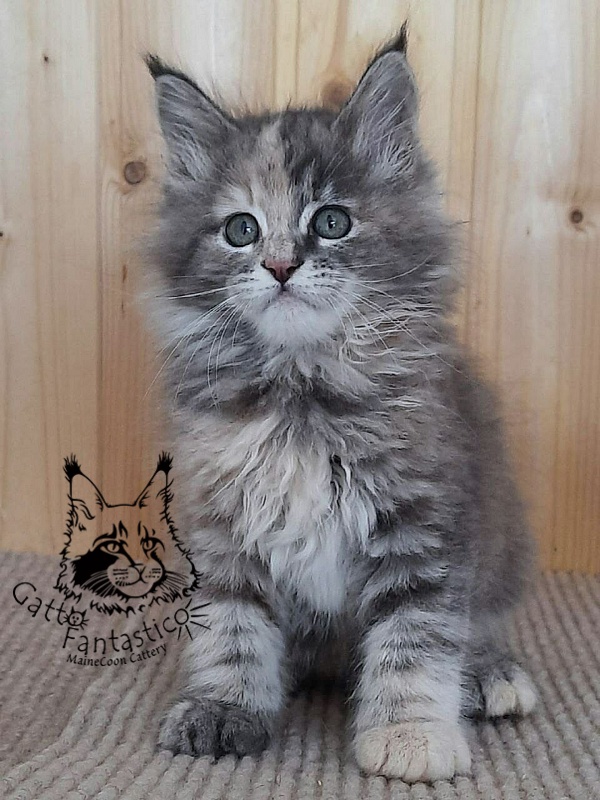 Gatto Fantastico Vanille 44 - Kitten maine-coon 2 months 0.5 weeks