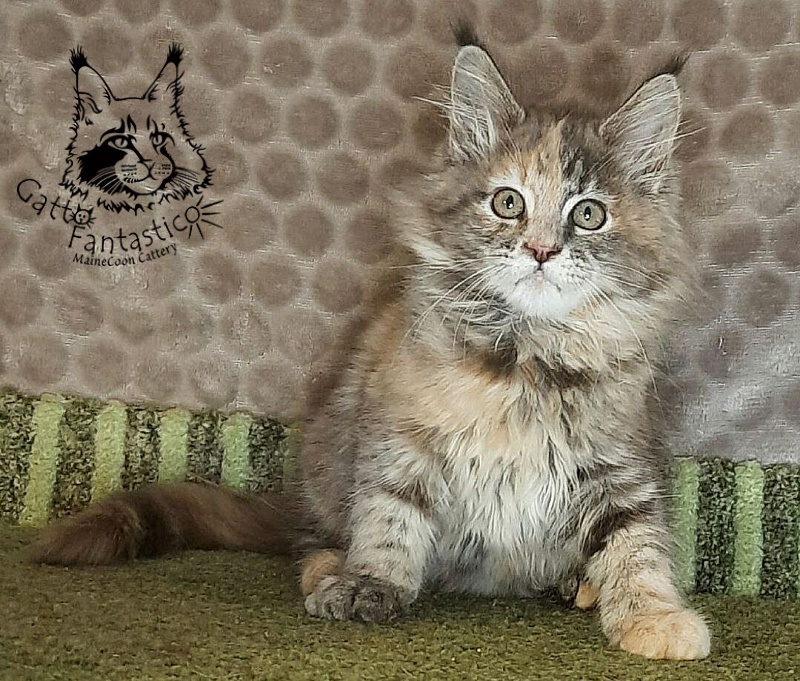 Gatto Fantastico Vanille 44 - Kitten maine-coon 2 months 4 weeks