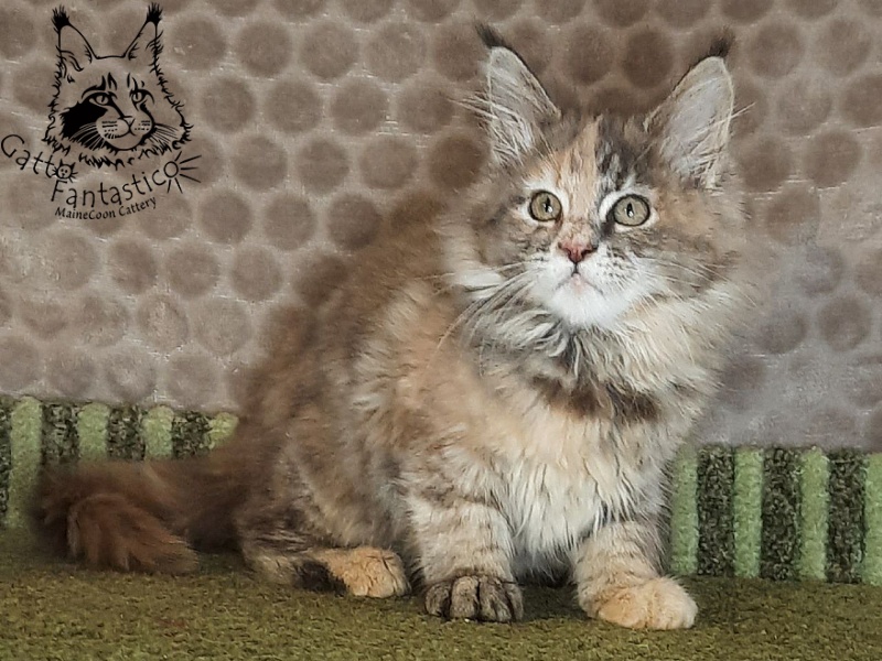 Gatto Fantastico Vanille 44 - Kitten maine-coon 2 months 4 weeks