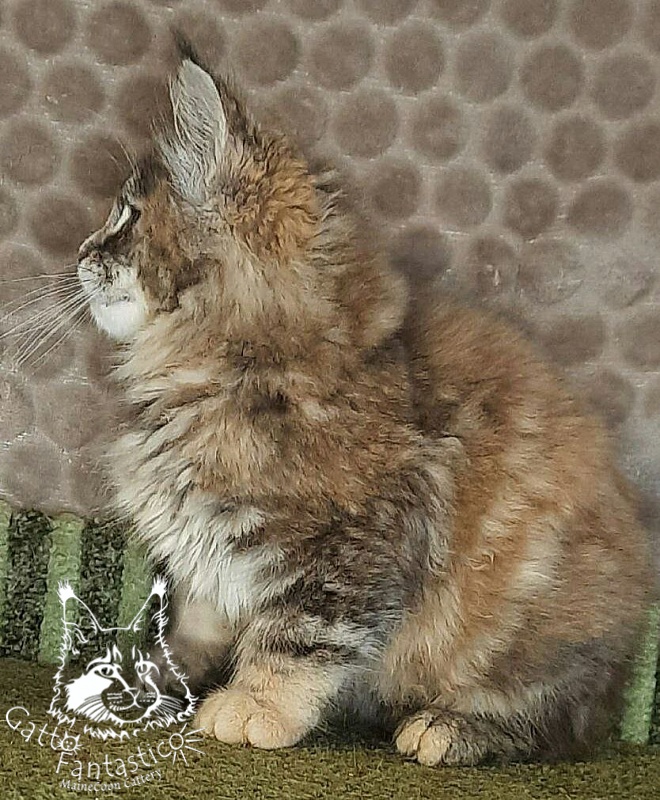 Gatto Fantastico Vanille 44 - Kitten maine-coon 2 months 4 weeks