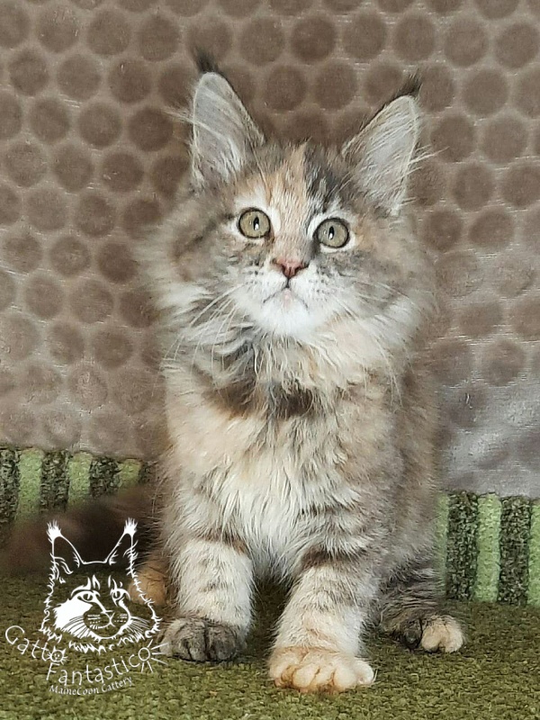 Gatto Fantastico Vanille 44 - Kitten maine-coon 2 months 4 weeks
