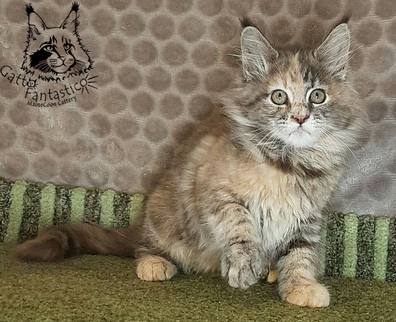 Gatto Fantastico Vanille 44 - Kitten maine-coon 2 months 4 weeks