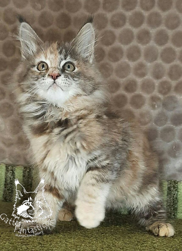 Gatto Fantastico Vanille 44 - Kitten maine-coon 2 months 4 weeks