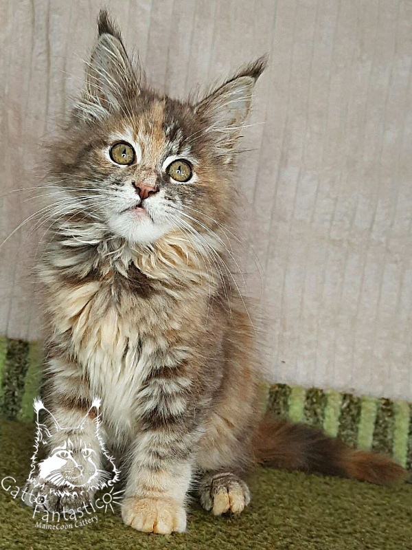 Gatto Fantastico Vanille 44 - Kitten maine-coon 3 months