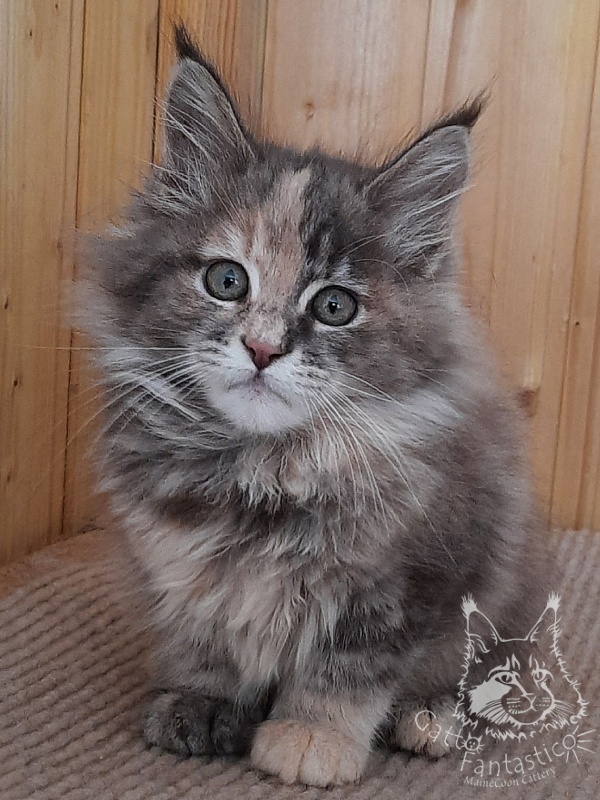 Gatto Fantastico Vanille 44 - Kitten maine-coon 2 months 2.5 weeks