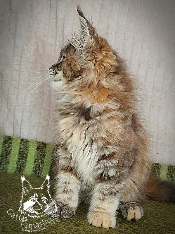 Gatto Fantastico Vanille 44 - Kitten maine-coon 3 months