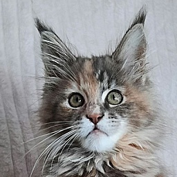 Gatto Fantastico Vanille 44