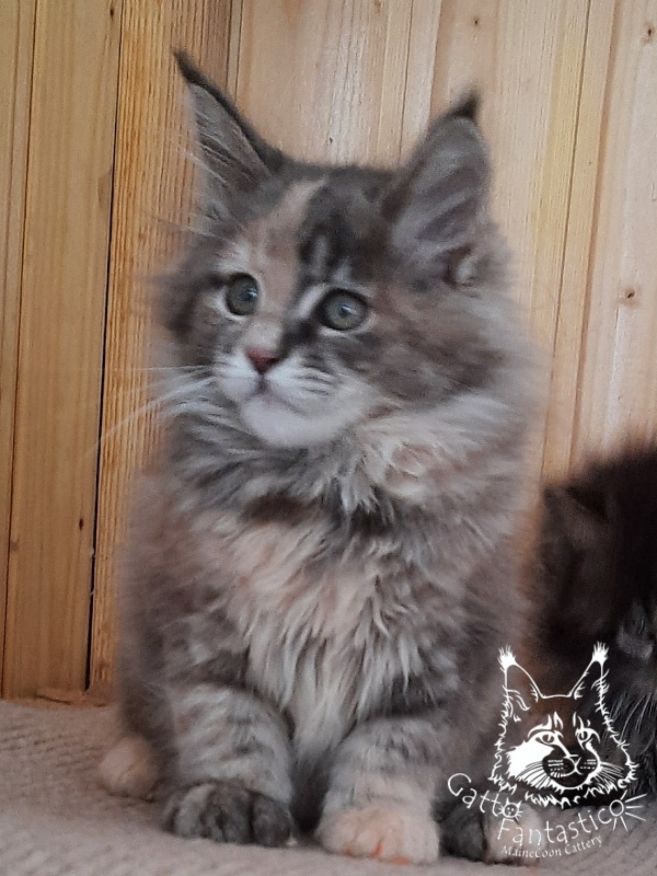 Gatto Fantastico Vanille 44 - Kitten maine-coon 2 months 2.5 weeks