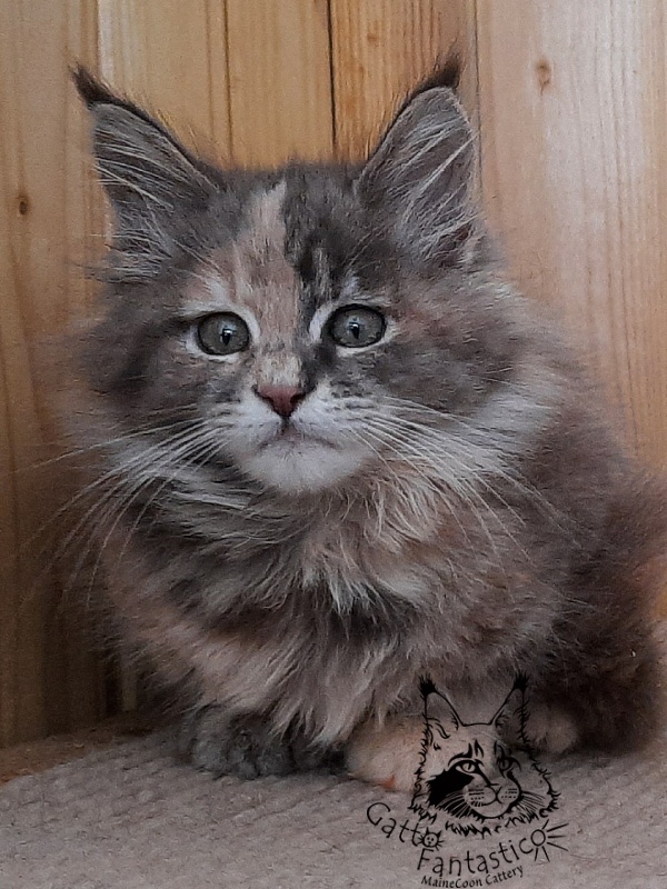 Gatto Fantastico Vanille 44 - Kitten maine-coon 2 months 2.5 weeks