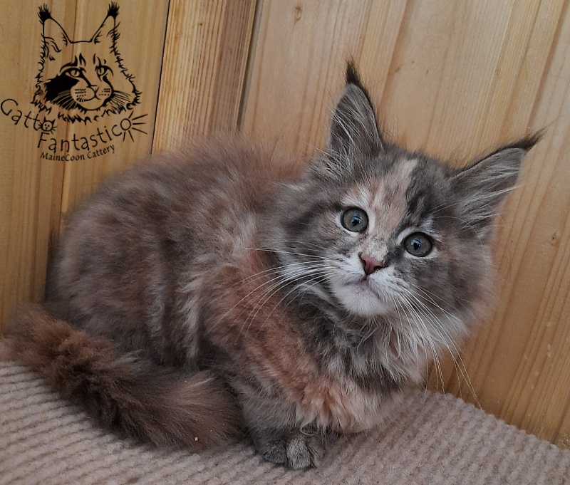 Gatto Fantastico Vanille 44 - Kitten maine-coon 2 months 2.5 weeks