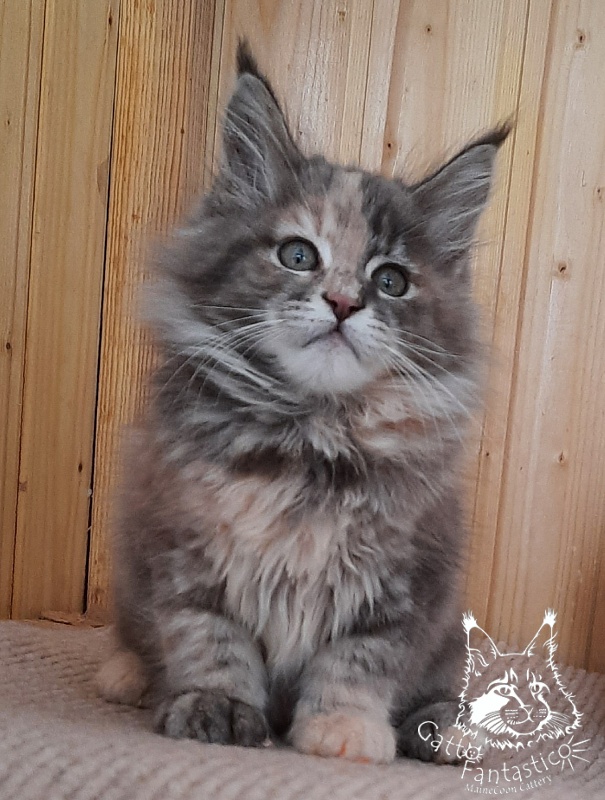 Gatto Fantastico Vanille 44 - Kitten maine-coon 2 months 2.5 weeks