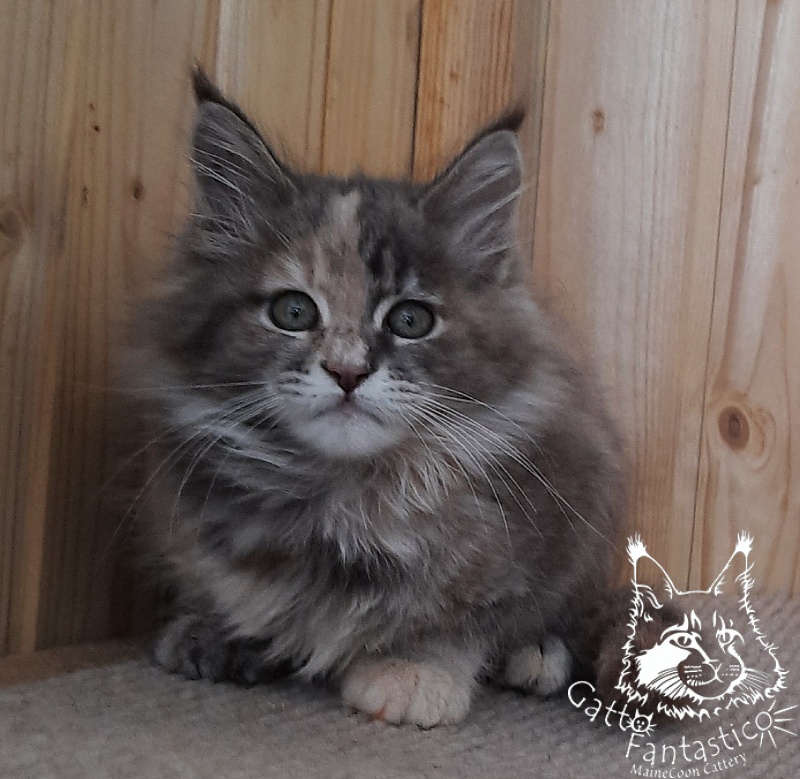Gatto Fantastico Vanille 44 - Kitten maine-coon 2 months 2.5 weeks
