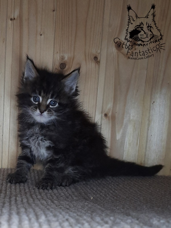 Gatto Fantastico Wasabi - Kitten maine-coon 1 month 0.5 weeks