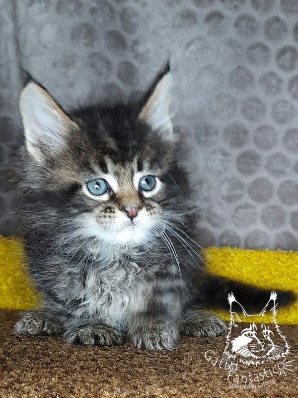 Gatto Fantastico Wasabi - Kitten maine-coon 1 month 2 weeks