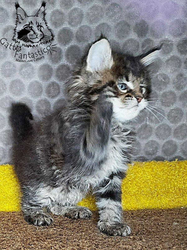 Gatto Fantastico Wasabi - Kitten maine-coon 1 month 2 weeks