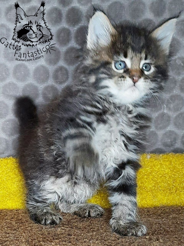 Gatto Fantastico Wasabi - Kitten maine-coon 1 month 2 weeks