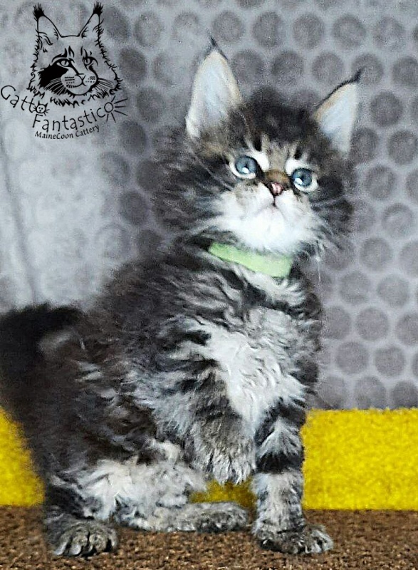 Gatto Fantastico Wasabi - Kitten maine-coon 1 month 2 weeks