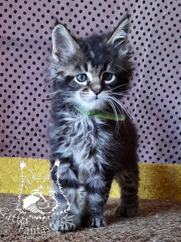 Gatto Fantastico Wasabi - Kitten maine-coon 1 month 3 weeks